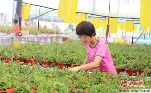 智慧农业 技术驱动乡村振兴的新篇章