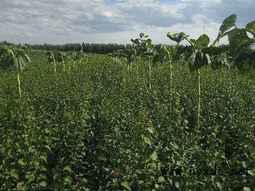 柠条育苗与造林技术及其在农业种植中的开发应用