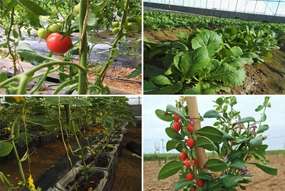 赴一场黄河沿线的约会，最撩人的是农业种植技术开发