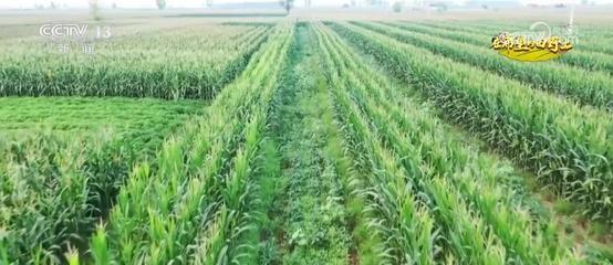 发展大豆玉米带状复合种植 以技术创新挖掘增产潜力
