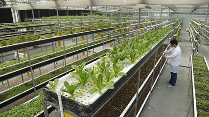 LED植物工厂 中国智慧农业的下一个世界名片