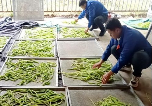 临夏执税之笔，奋力书写富农丰收卷——农业种植技术开发赋能乡村振兴