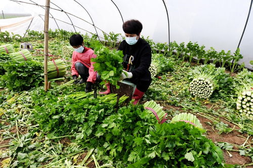 河北永清 科技赋能蔬菜种植，擘画农户增收致富新图景