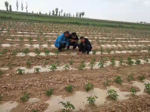 五原县农牧业技术推广中心 技术赋能，为种植户破解生产难题