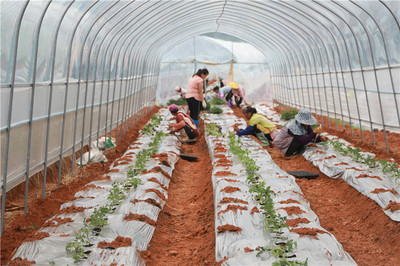 云南景谷 以示范基地为抓手，全力推进现代农业产业园建设与农业技术开发