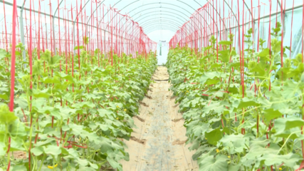 【乡村行·看振兴】高台 科技赋能特色产业 绘就现代农业新画卷