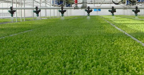 科技助力 农民种菜用上智能键