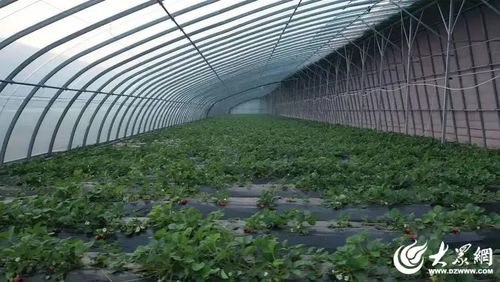 济宁高新区草莓特色种植 技术驱动铺就乡村振兴'甜蜜路'
