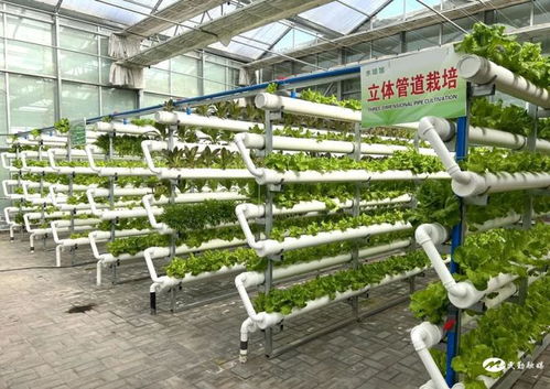 民勤县红旗谷现代智慧农业示范园 农旅融合促发展，乡村振兴产业旺