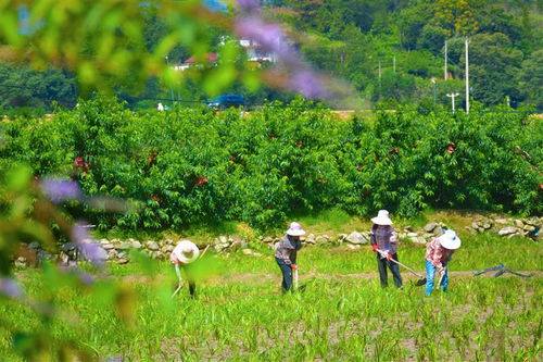 科学种植 助力产业发展——农业种植技术开发的路径与前景