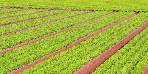 推动我国农业发展的八个字 农业种植技术开发