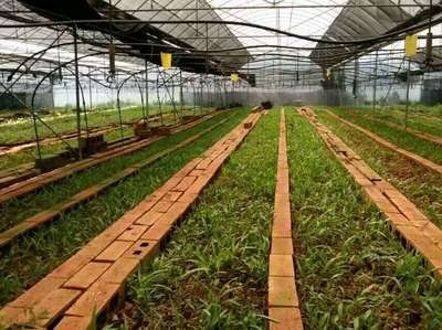 昆明云泽农业科技 创新驱动农业种植技术开发，助力现代农业发展