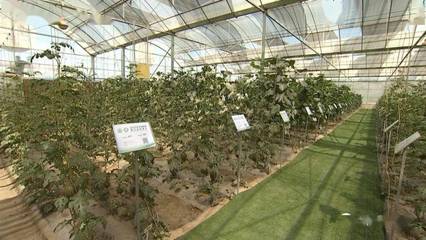 科技赋能种业，产业助推振兴——张鸿检查指导第三届酒泉现代种业博览会暨特色农产品推介会筹备工作