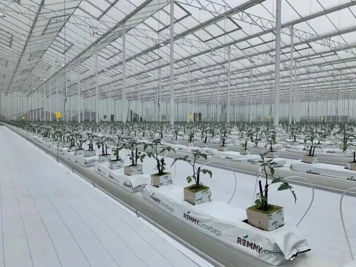 未来农场已来 探秘垂直蔬菜工厂，颠覆传统农业种植技术