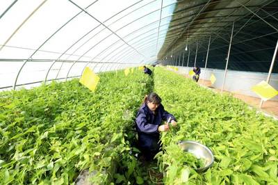 春事看农桑丨播下好种子，丰收有底气——论农业种植技术开发的时代使命